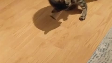 Brown kitten plays with paper towel tube