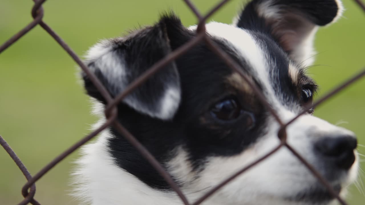 The dog is trying to get out of the fence because the dog is stuck inside (new dog video)