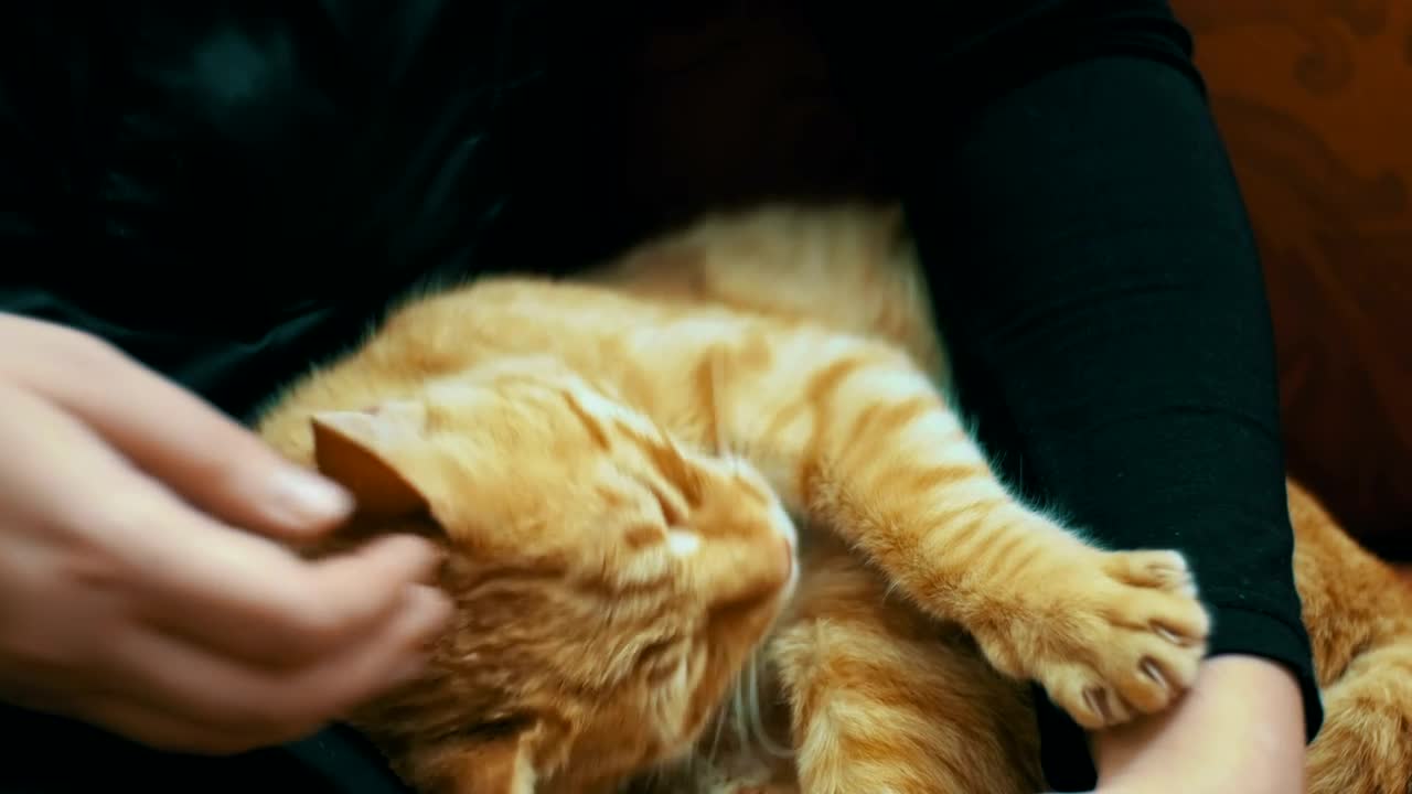 Tenderly stroking a cat