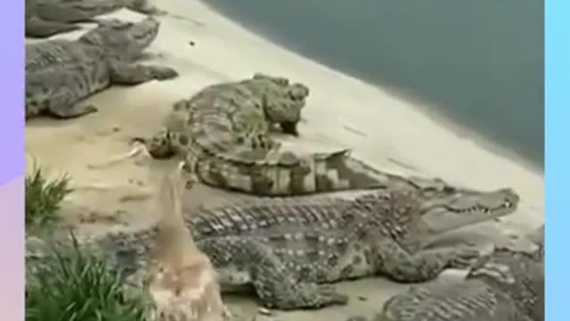 Funny Duck Taking Life Chances Crossing Crocodiles