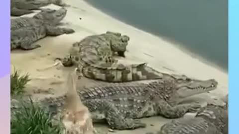 Funny Duck Taking Life Chances Crossing Crocodiles