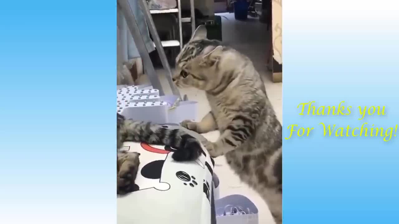 top funny cats video