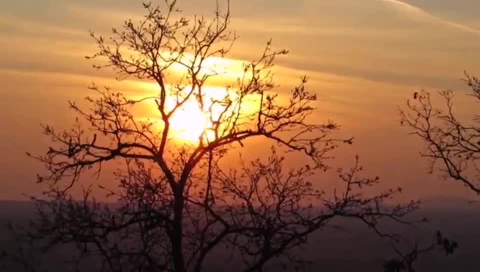 Withered vine, old tree and crow