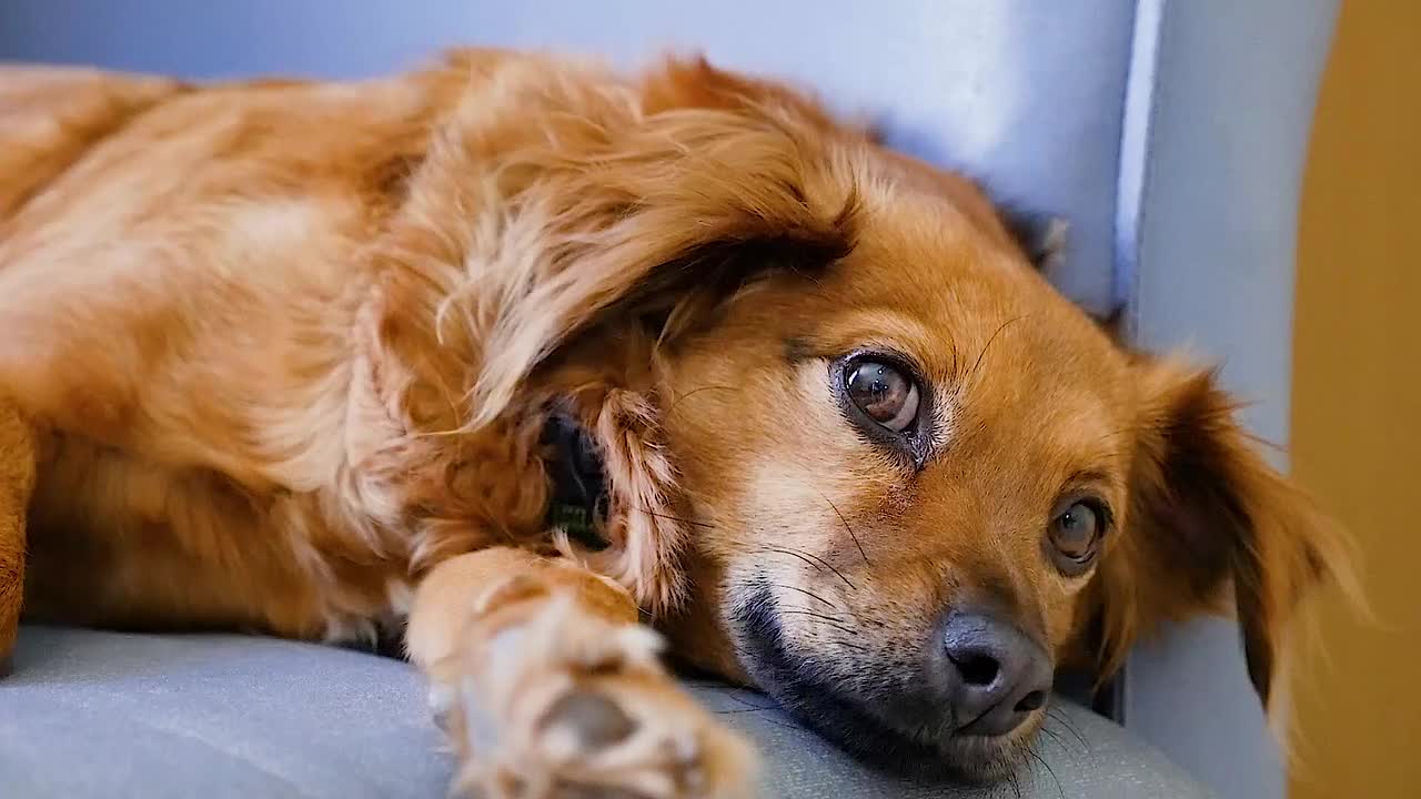 Recumbent dog