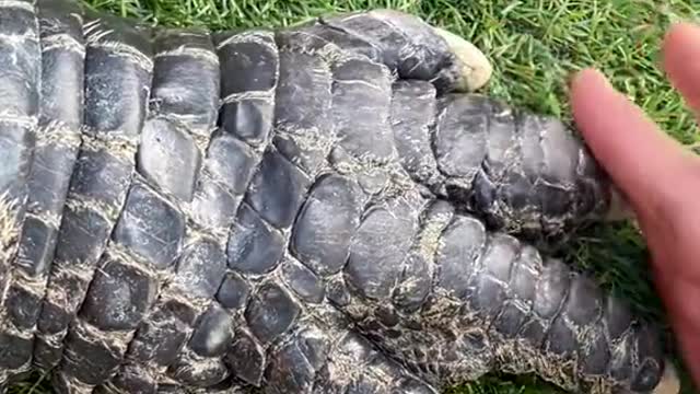 Showing off Seven’s feet! Professional handler never attempt