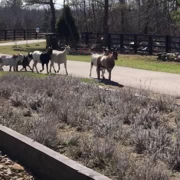 Bicycling with the GOATS! 03.2020