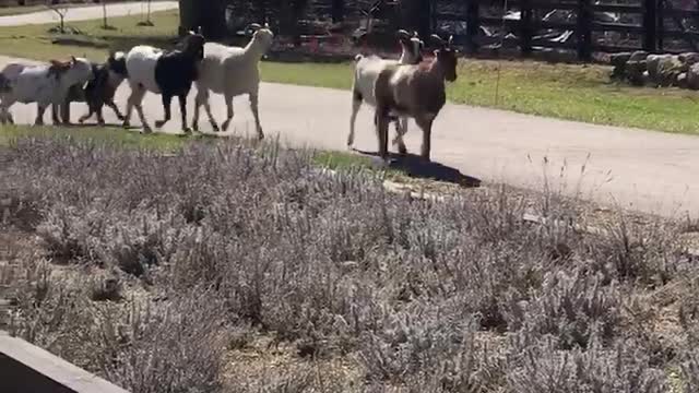 Bicycling with the Goats! 03.2020