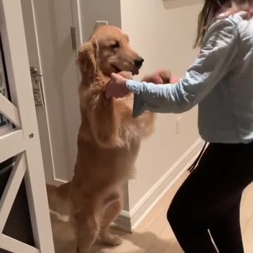 Golden Retriever Has Fun Dancing With His Owner