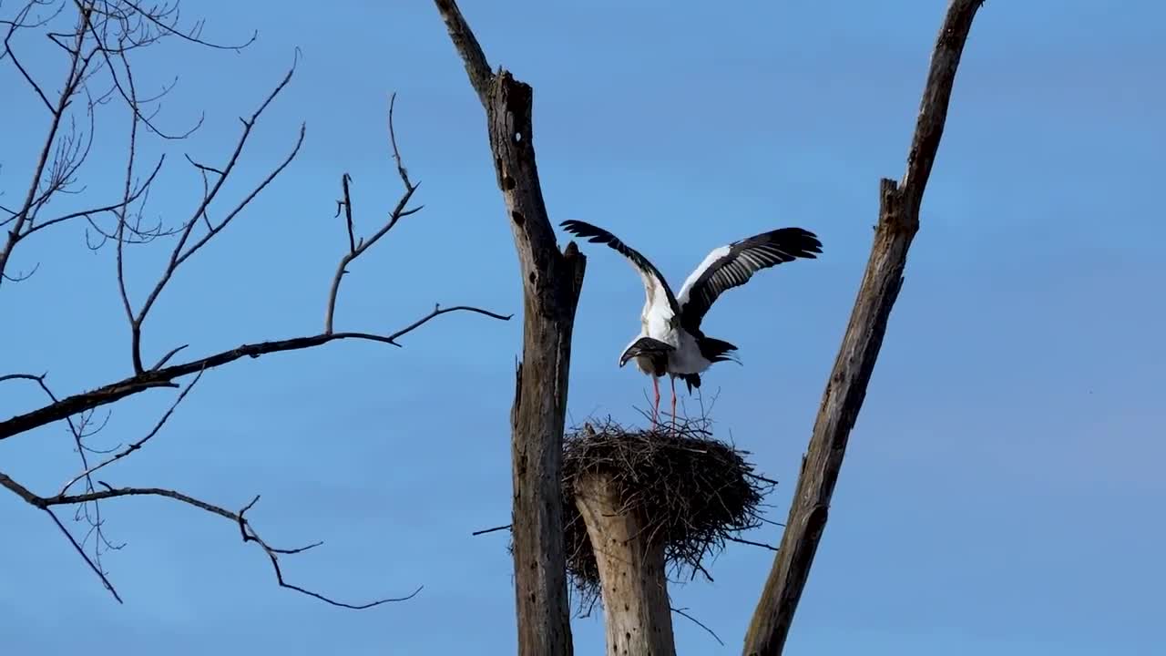 Storks - Behavior of animals