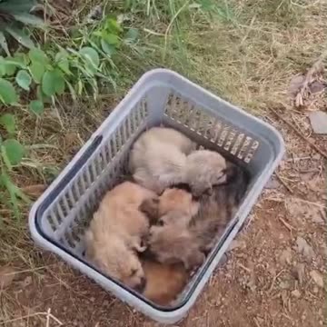 Four puppies left in a shopping basket