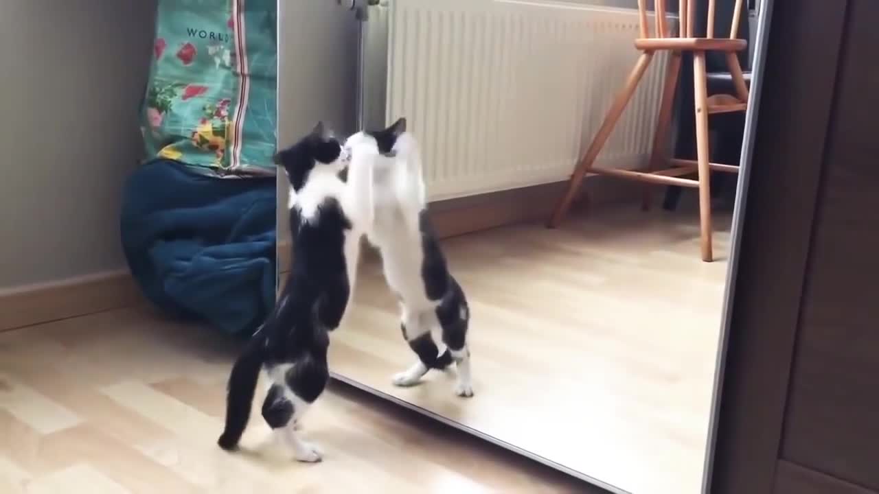 Funny Cat fighting with mirror video 😸😸