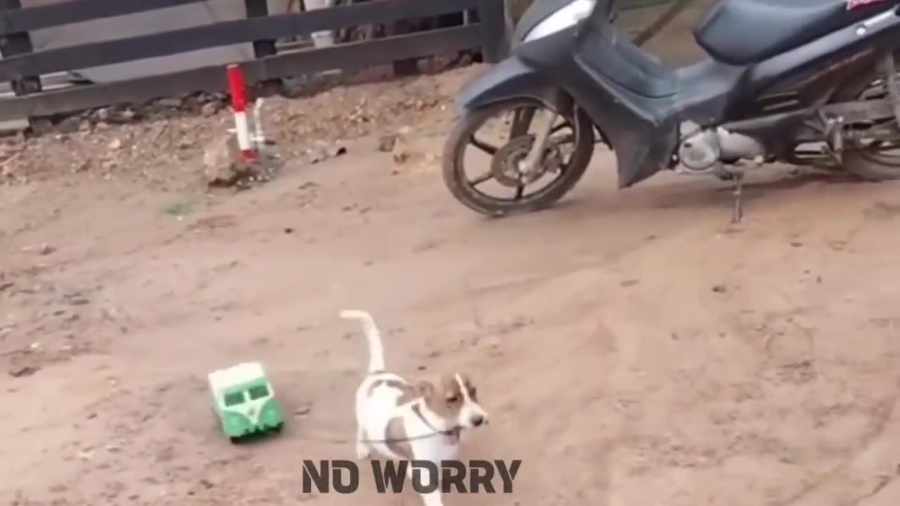 Dog funny video