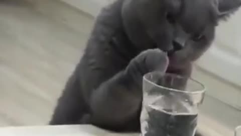 Cat Tries To Drink From Glass SO CUTE