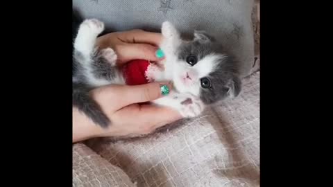 CUTEST CATS_Cute and Fluffy kitten videos 🥰😻