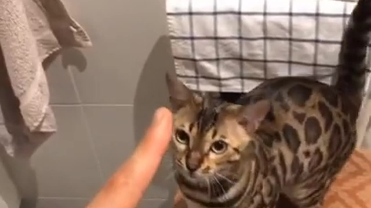 Cat training Like as a good Kid