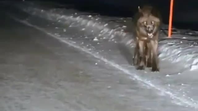 Wild wolf was spotted at night around town.