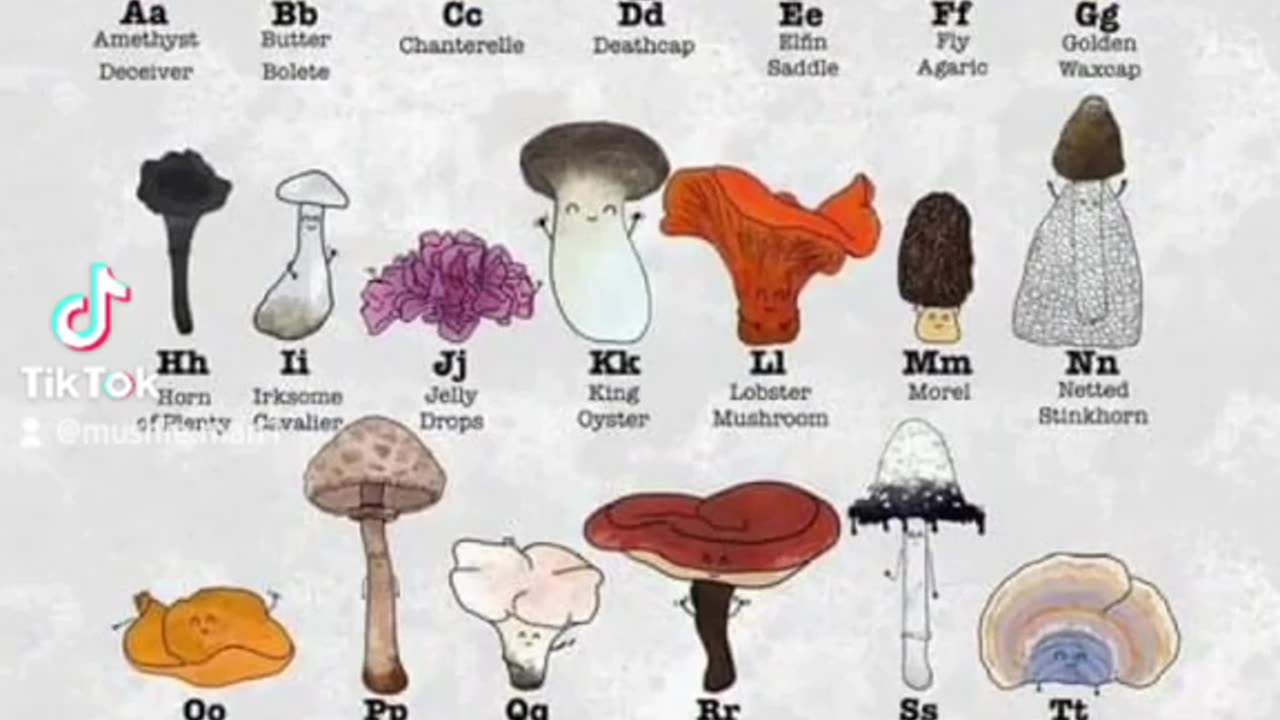 Fungi Alphabet 🍄