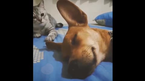 FREE FUNNY VIDEOS