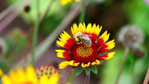 Bee is inspecting the flower