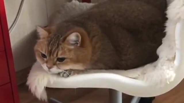 Baby Cats - Cute AndFunny Cat Videos | Cute Cats Videos | Animals Videos #Short