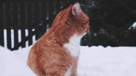 The Cat Very Confused For This Look....cute cat,.
