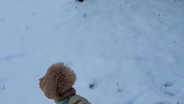 Snow piled up excited puppy