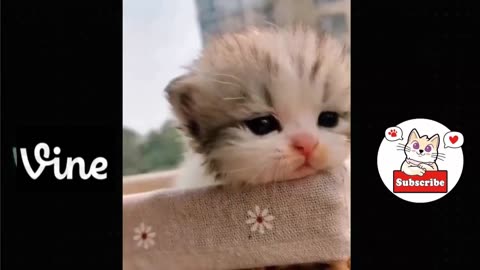 Best Funny Animal Videos Of The 2023 🤣