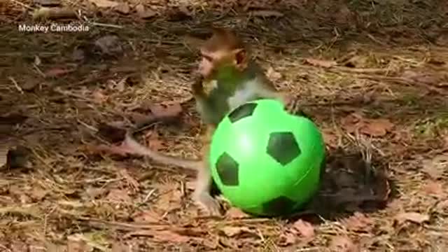 Funny video! Funny monkey playing ball