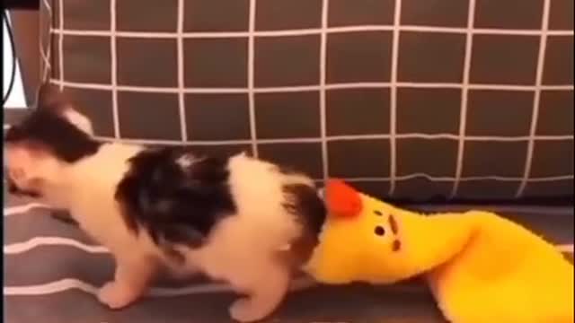 Very funny cat