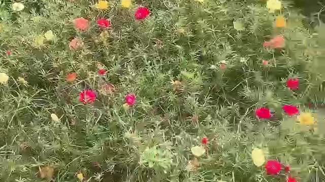 Colorful wild flowers, decorated with the park is really beautiful