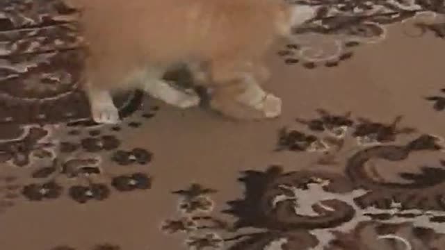 cat playing by itself