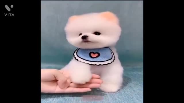 Cute puppies creative at home