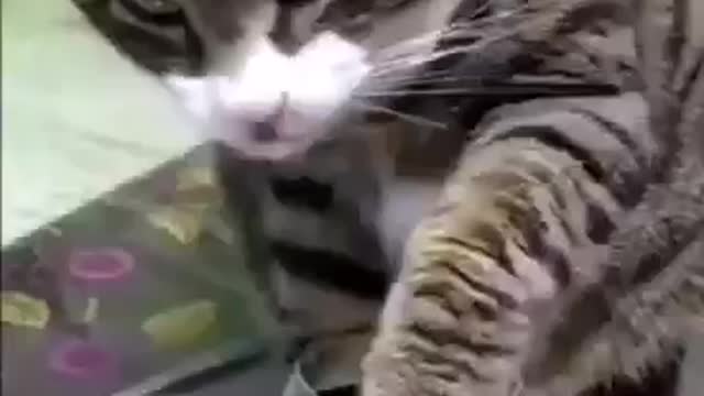 Cat drinks wine! See what happened next