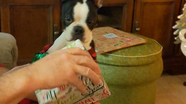 Boston Terrier loves unwrapping presents