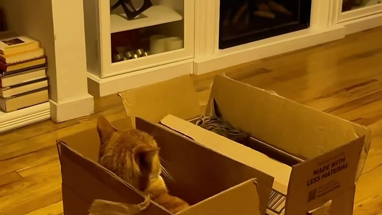 Funny Cats