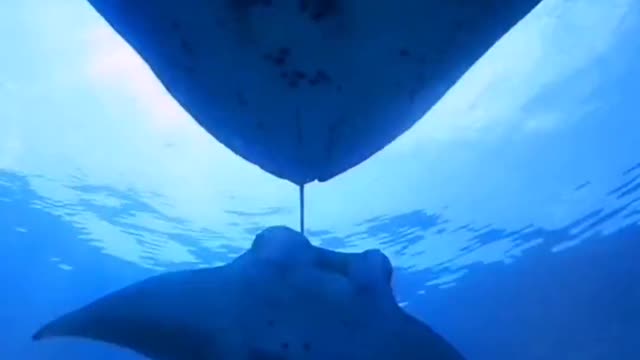 Manta rays