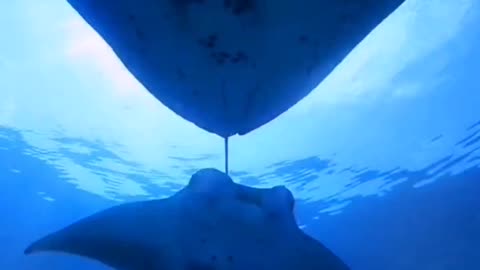 Manta rays