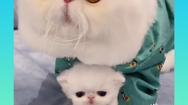 Cute and Funny Cat Videos Compilation 2021_#shorts