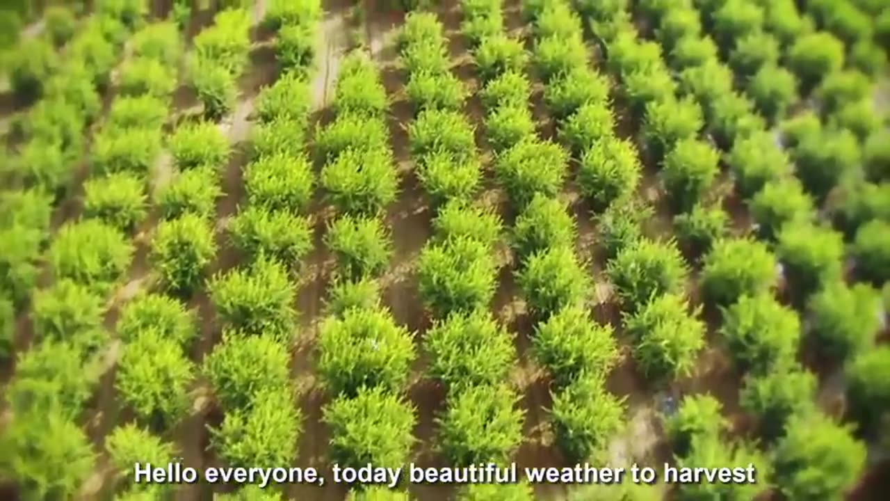 Awesome Agriculture Technology Pomegranate Cultivation - Pomegranate Farm and Harvest