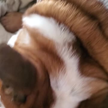 Bulldog enjoys having the bed to herself