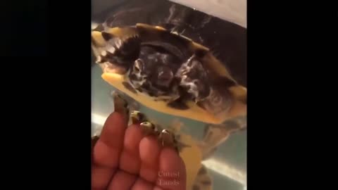 Fun in animal