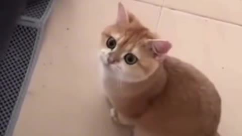 singing cat try not to laugh