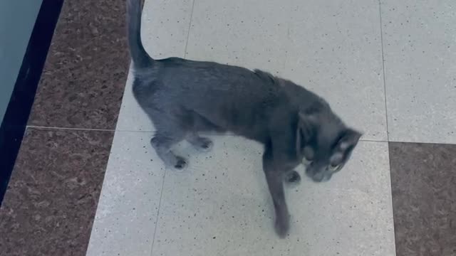 A cat coming home.""