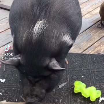 Piggy piggy and the burger