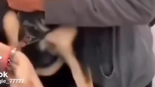 DOGS FUNNY REACTIONS