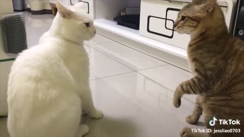 Cats talking !! these cats can speak english better than hooman