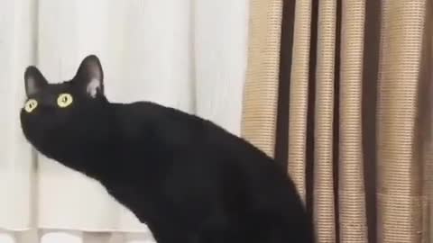 Cat listening to classic music