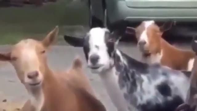 goats and mirror