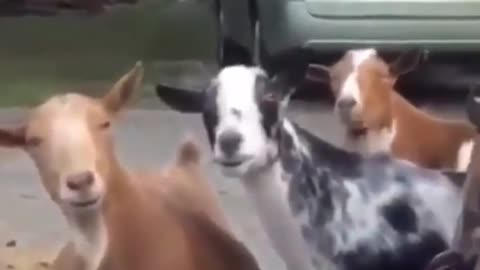 goats and mirror