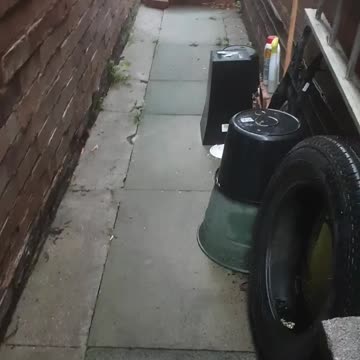 Cats come Running to me with sound i make